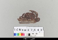 藏品(中國湖北皮影戲盔帽)的圖片